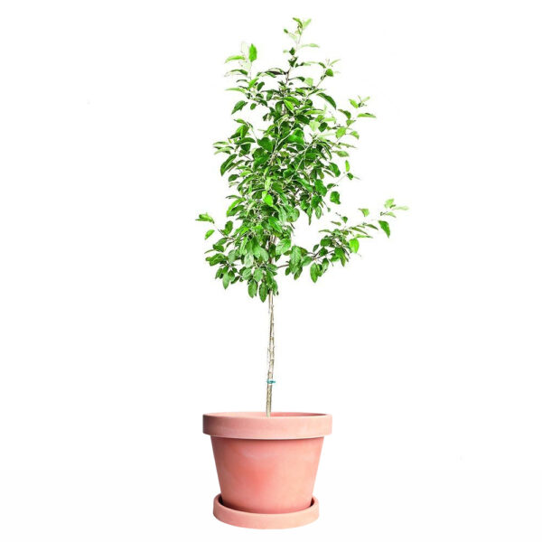 Ein Shemer Apple Tree - Image 5