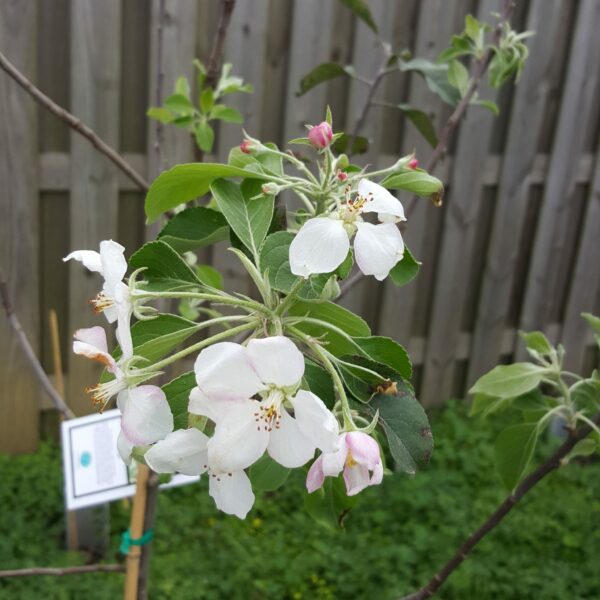 Ein Shemer Apple Tree - Image 4