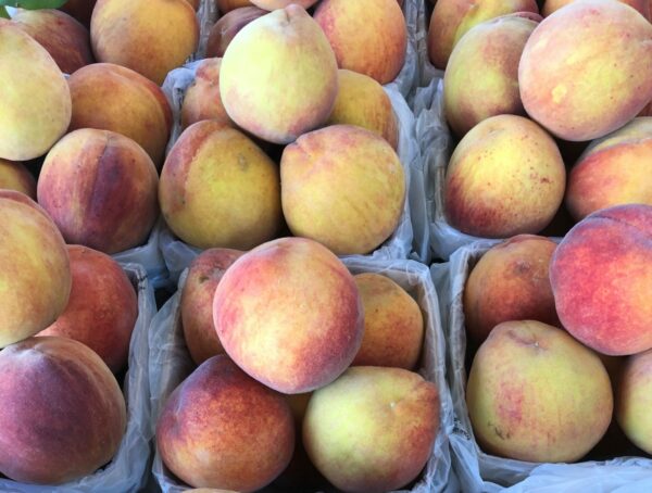 Elberta Peach Tree - Image 5