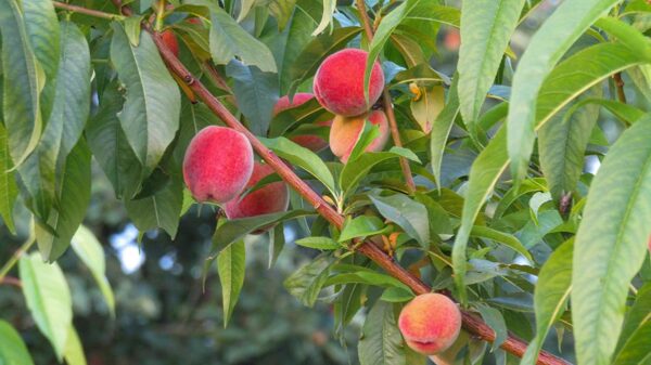 Elberta Peach Tree - Image 4