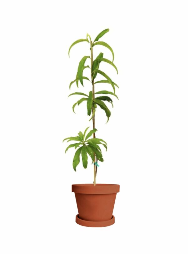 Elberta Peach Tree - Image 6