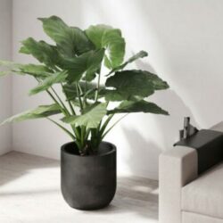 Esculenta Elephant Ear Plant 400-1