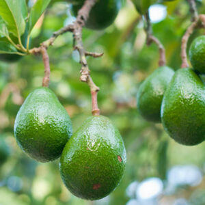 Mexicola Avocado Tree