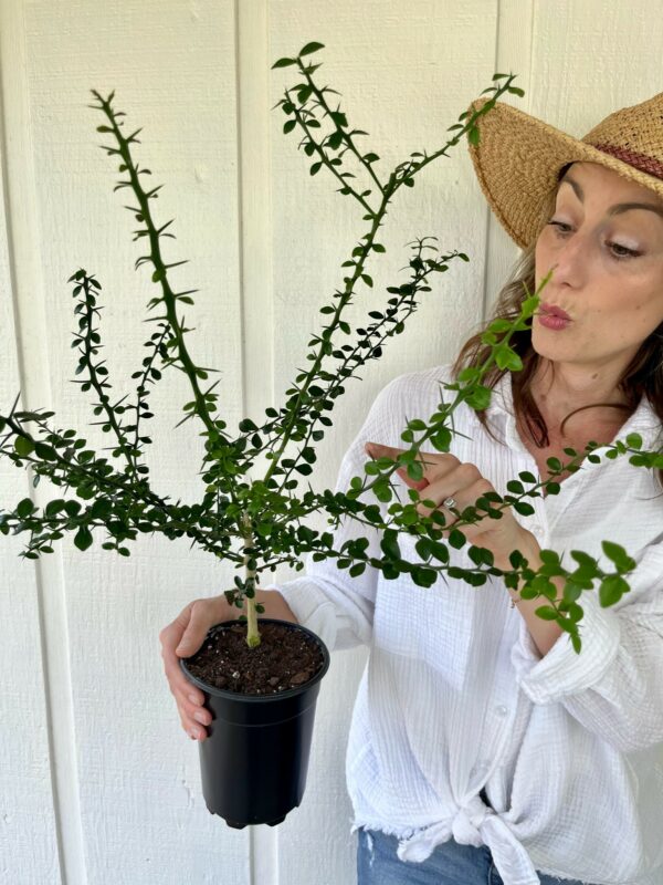 Australian Finger Lime Tree - Image 3