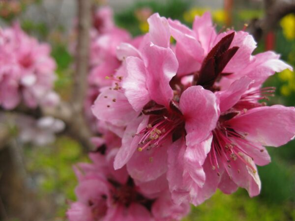 Flordagold Peach Tree - Image 3