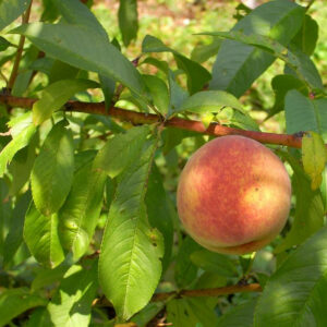 Flordagold Peach Tree