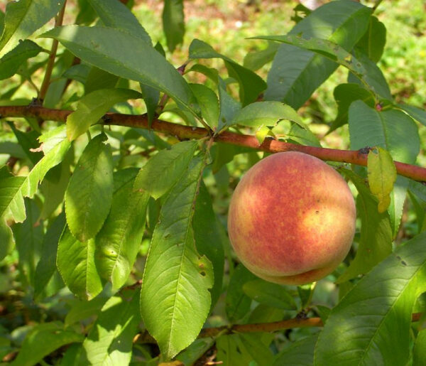 Flordagold Peach Tree