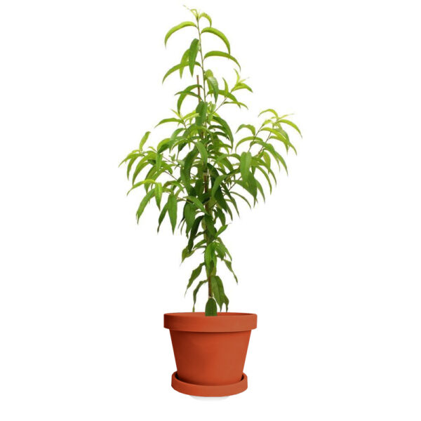 Flordagold Peach Tree - Image 5