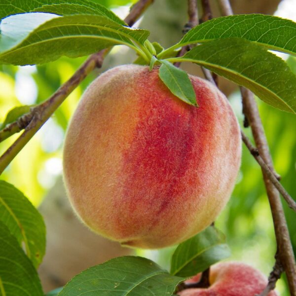 Flordaking Peach Tree - Image 3