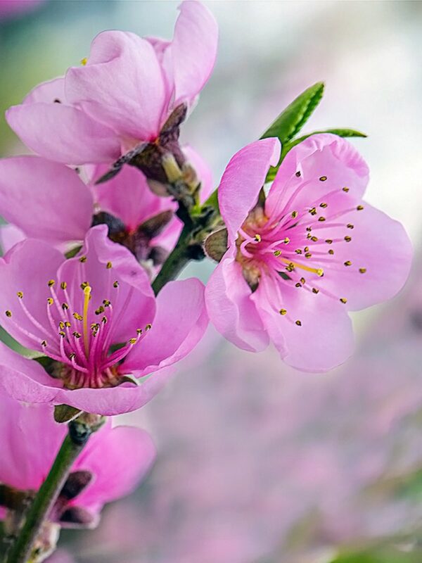 Flordaking Peach Tree - Image 4