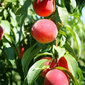 Flordaking Peach Tree