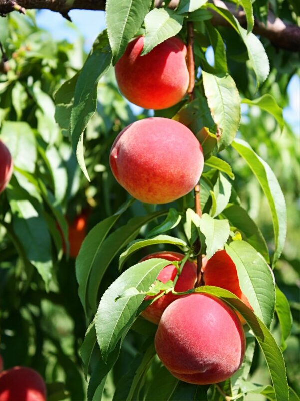 Flordaking Peach Tree