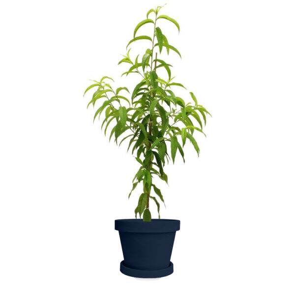 Flordaking Peach Tree - Image 5