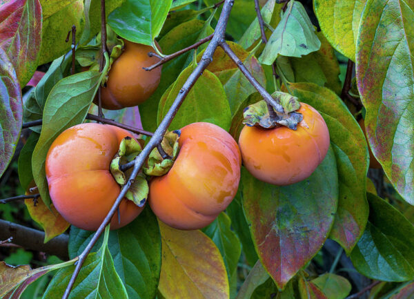 Fuyu Persimmon Tree - Image 3