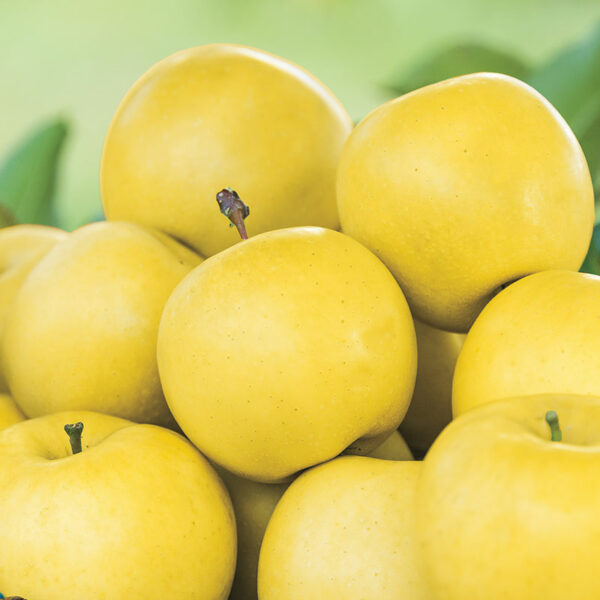 Golden Dorsett Apple Tree - Image 3