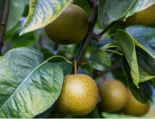 Golden Dorsett Apple Tree
