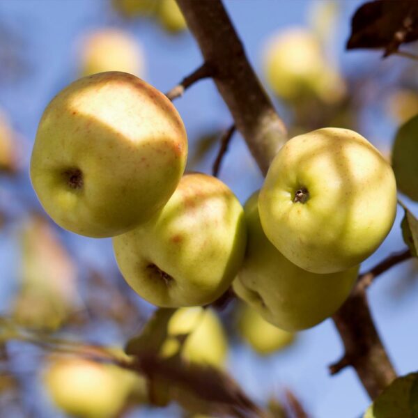 Golden Dorsett Apple Tree - Image 4