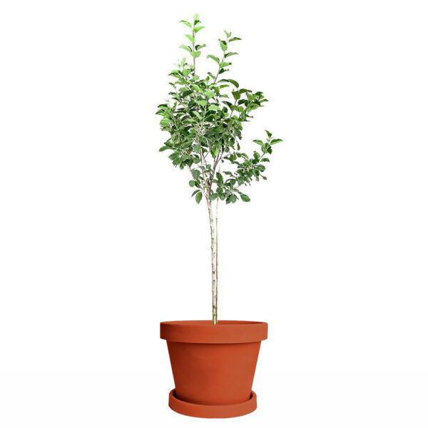 Golden Dorsett Apple Tree - Image 5