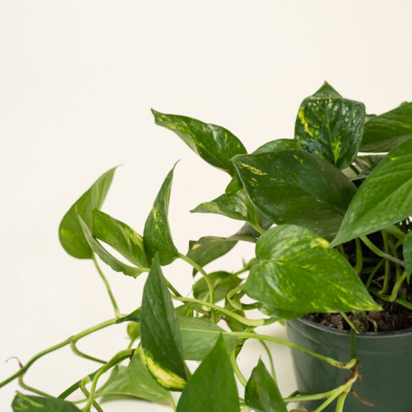 Golden Pothos - Image 6