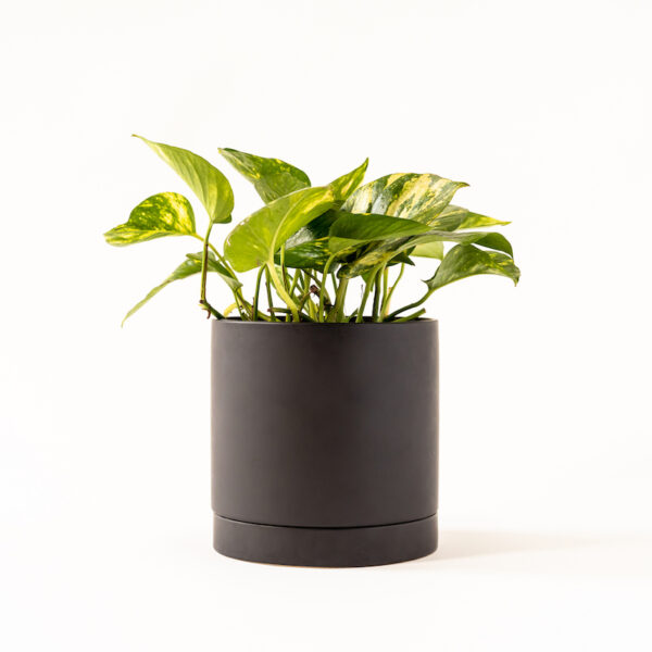 Golden Pothos - Image 5