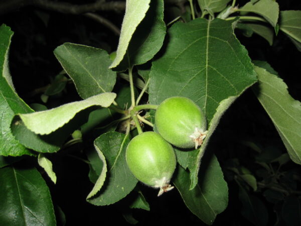 Granny Smith Apple Tree - Image 4