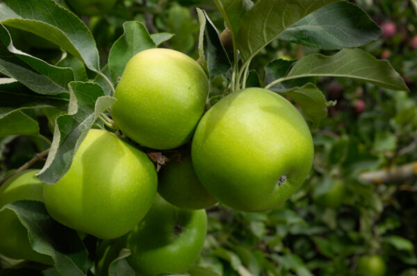 Granny Smith Apple Tree