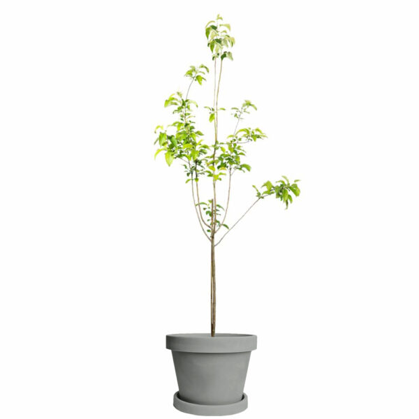 Granny Smith Apple Tree - Image 5