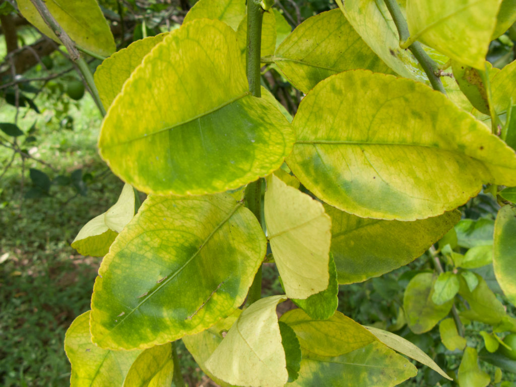 Huanglongbing Greening