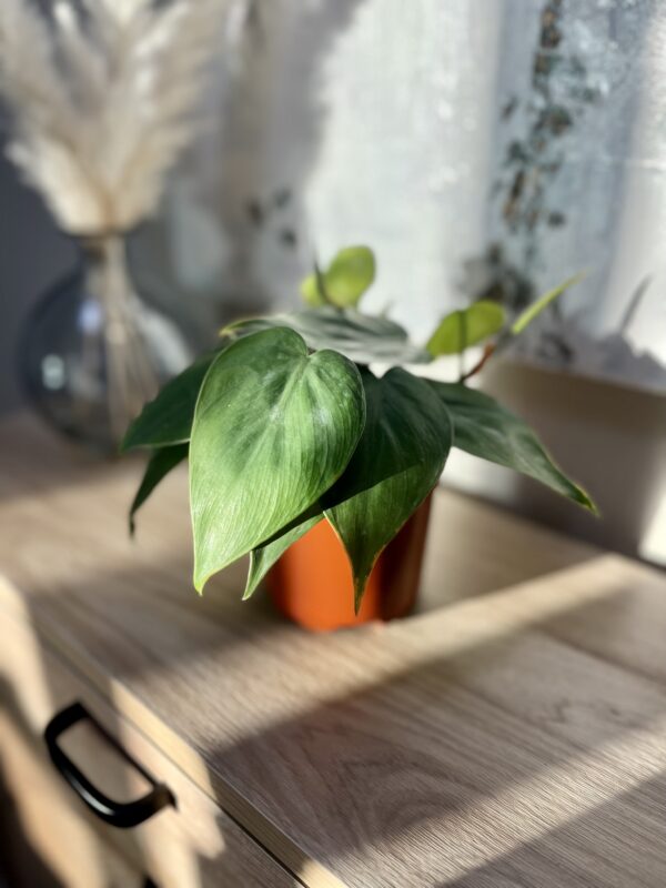 Heartleaf Philodendron