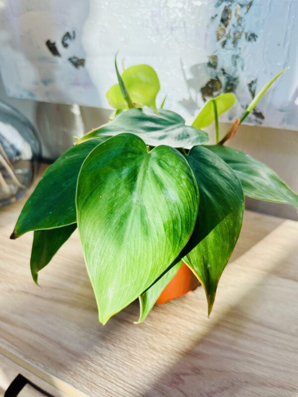 Heartleaf Philodendron - Image 3