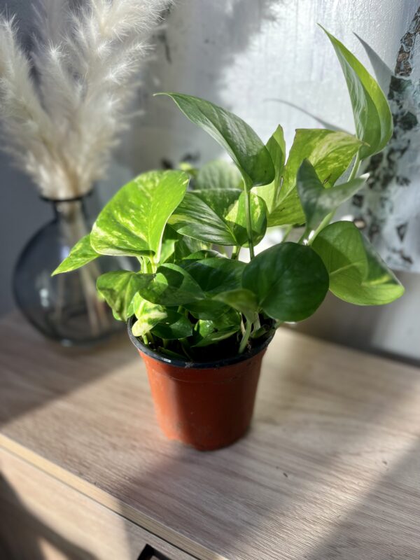 Golden Pothos - Image 4