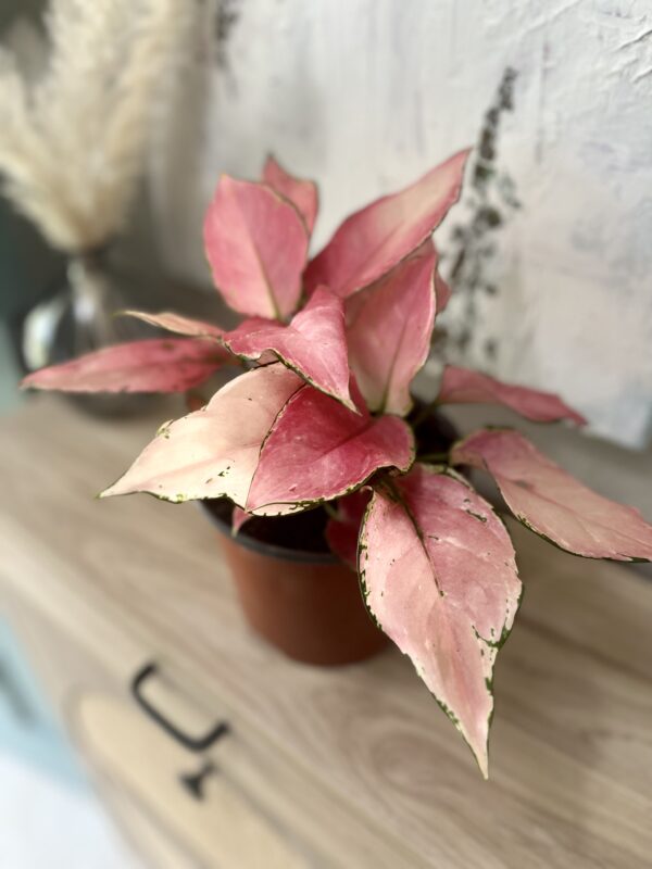 Aglaonema Valentine - Image 3
