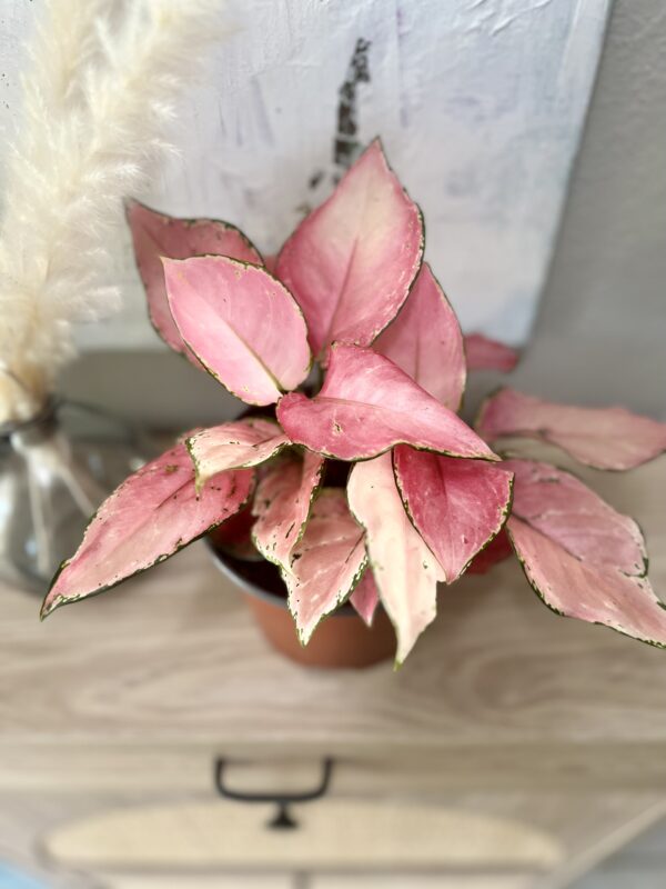 Aglaonema Valentine - Image 4