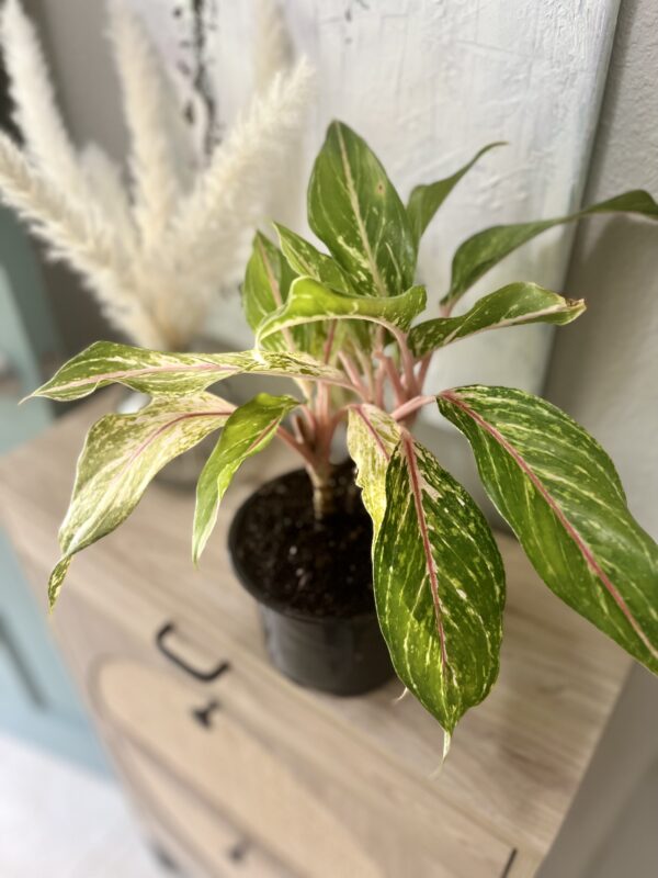 Aglaonema Valentine - Image 6