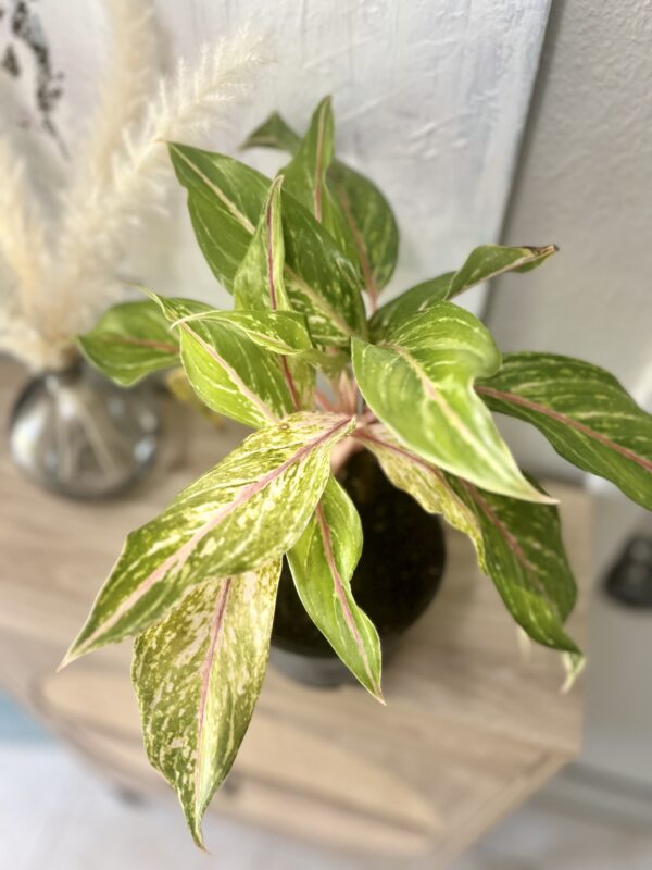 Aglaonema Valentine - Image 5