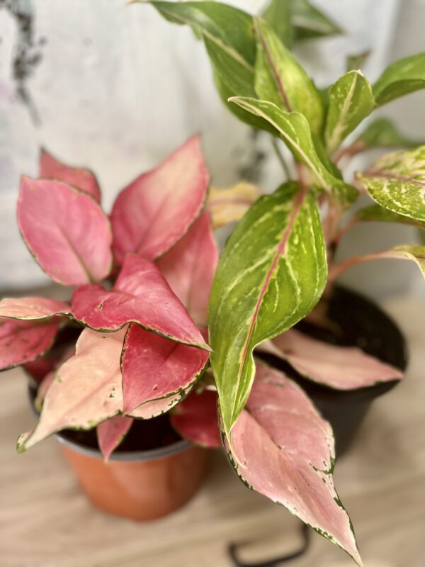 Aglaonema Valentine