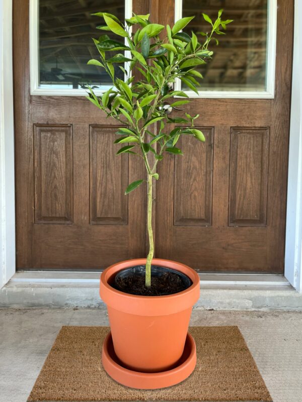 Pummelo Tree