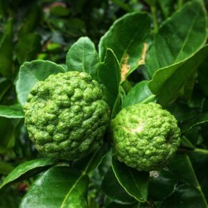 Dwarf Kaffir Lime Tree