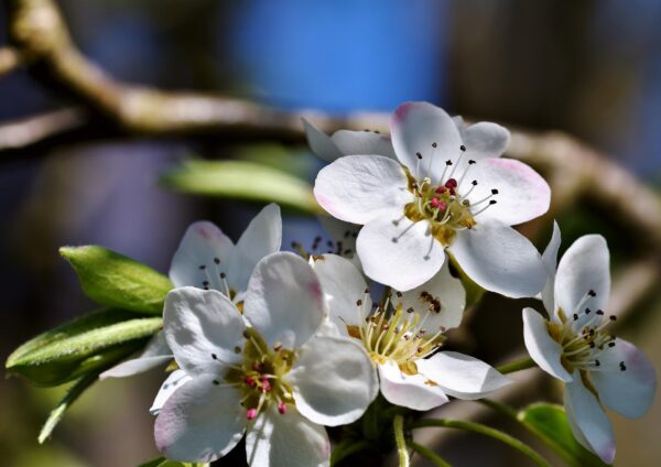 Kieffer Pear Tree - Image 4