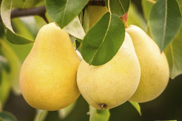 Kieffer Pear Tree