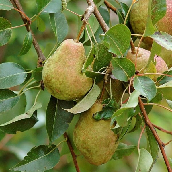 Kieffer Pear Tree - Image 3
