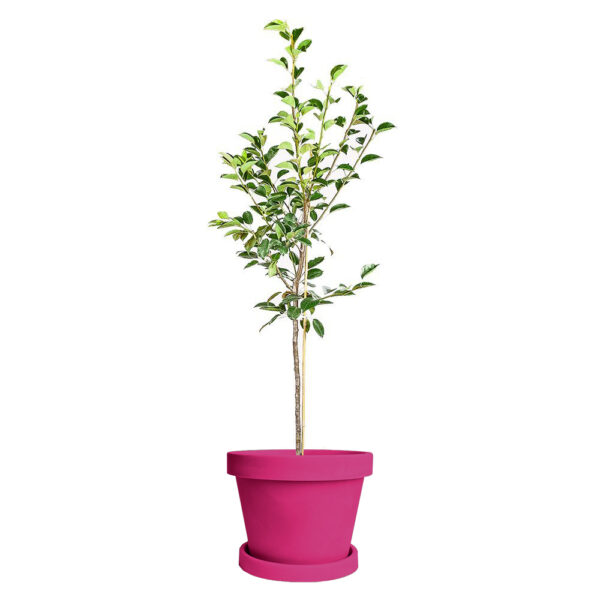 Kieffer Pear Tree - Image 5