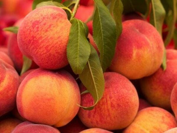 La Feliciana Peach Tree - Image 4
