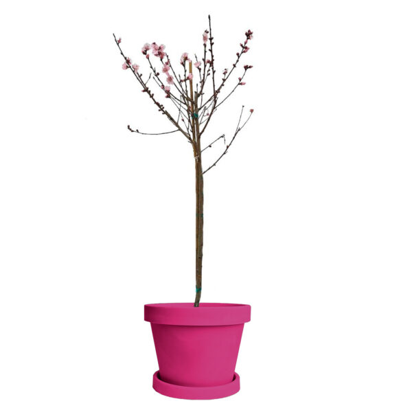 La Feliciana Peach Tree - Image 5