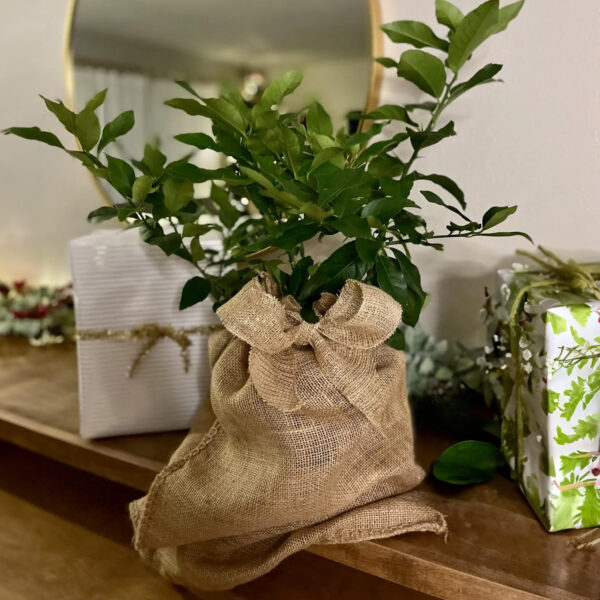Improved Meyer Lemon Tree - Image 9