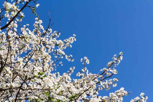 Methley Plum Tree - Image 3
