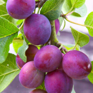 Methley Plum Tree