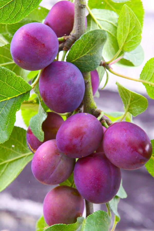 Methley Plum Tree