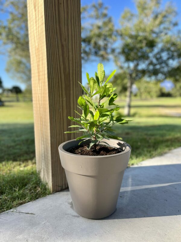 EverPot™ Tree Dwarfing Kit - Small - Image 3