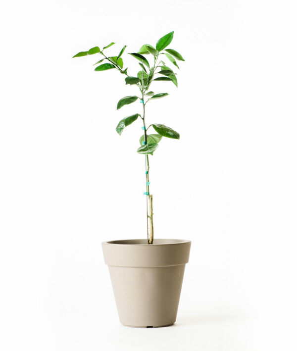 Moro Blood Orange Tree - Image 7
